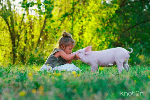 Una niña besando a un cerdo pequeño